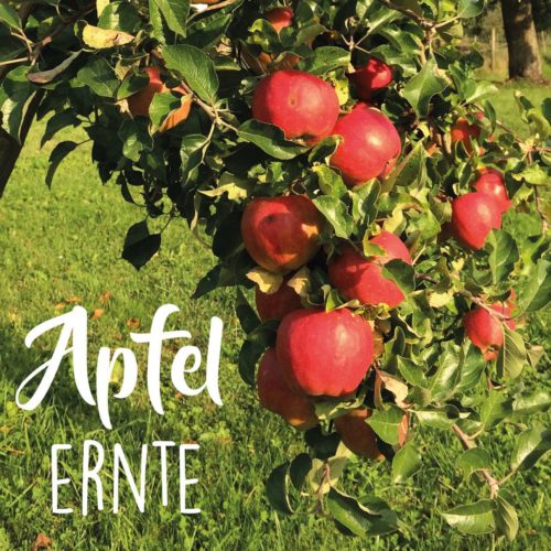 Read more about the article Auf die Plätze, fertig, ernten – Apfelernte mit der SeLe